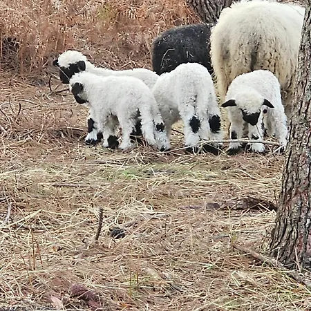 Les Chouchous Du Garthieu Bed & Breakfast