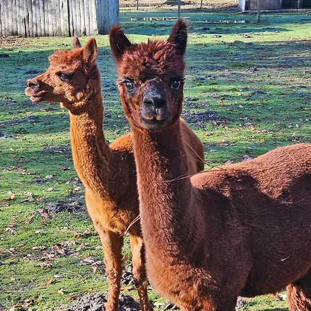 Les Chouchous Du Garthieu Bed & Breakfast Hourtin