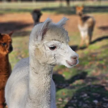 Les Chouchous Du Garthieu Bed & Breakfast Hourtin