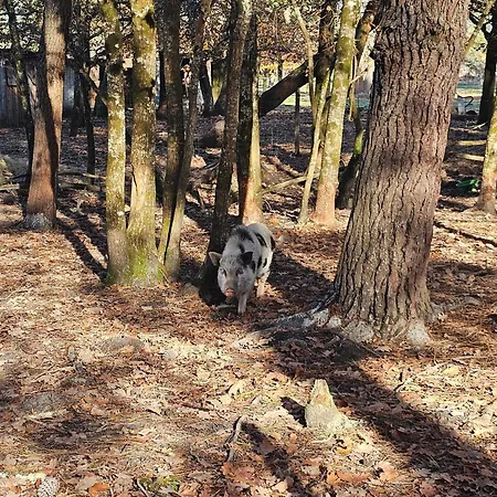 Bed & Breakfast Les Chouchous Du Garthieu