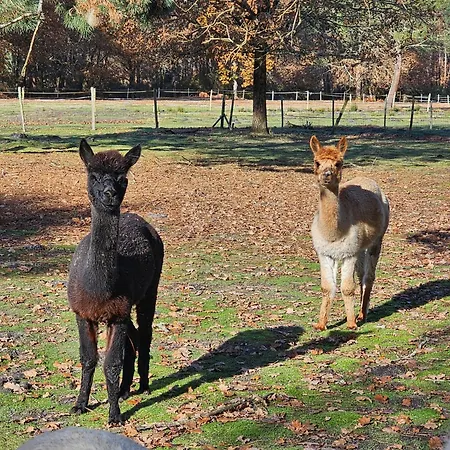 Les Chouchous Du Garthieu Bed & Breakfast Hourtin