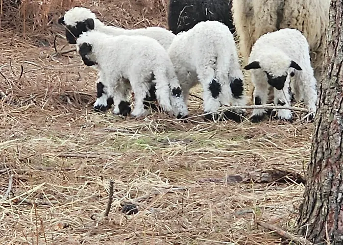 Les Chouchous Du Garthieu Couette-café