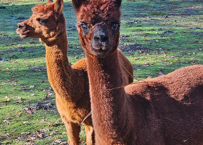 Les Chouchous Du Garthieu فندق مبيت وإفطار هورتين