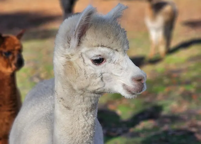 Les Chouchous Du Garthieu فندق مبيت وإفطار هورتين