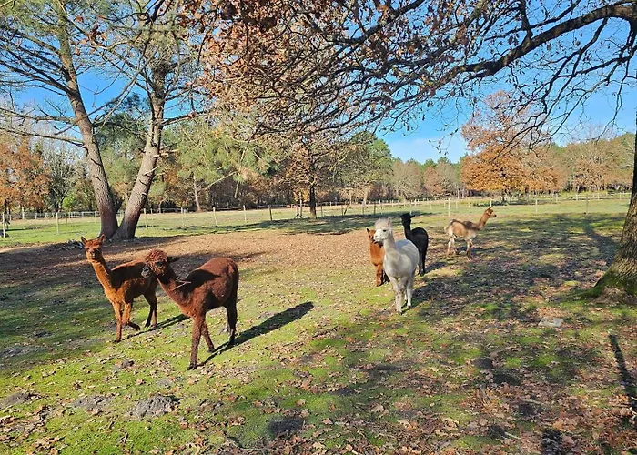 Couette-café Les Chouchous Du Garthieu Hourtin