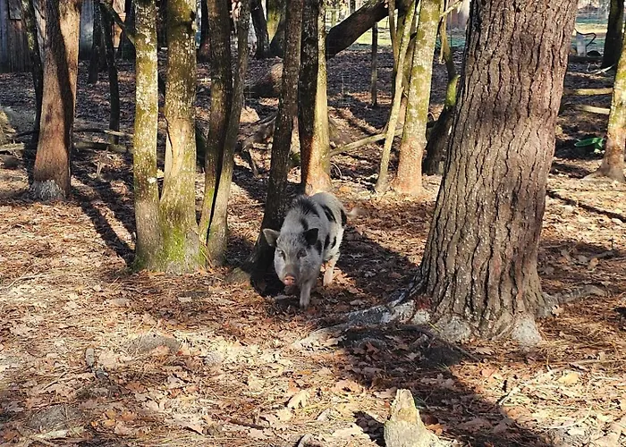 فندق مبيت وإفطار Les Chouchous Du Garthieu