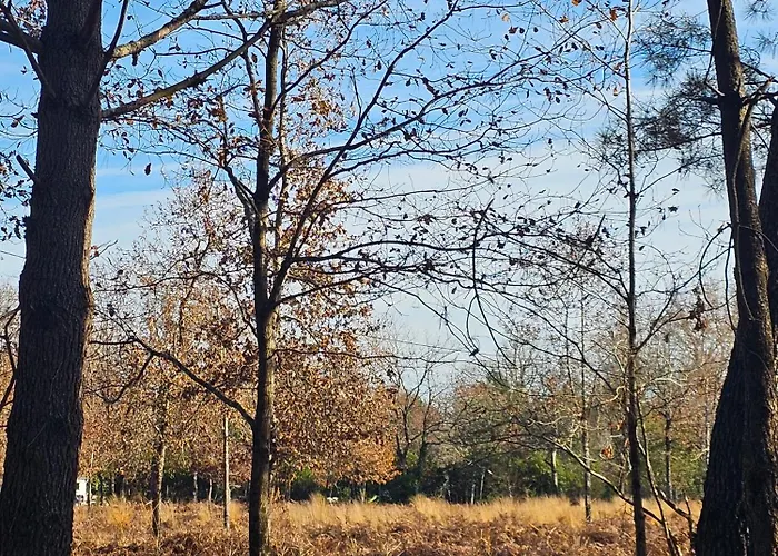 Les Chouchous Du Garthieu Couette-café Hourtin