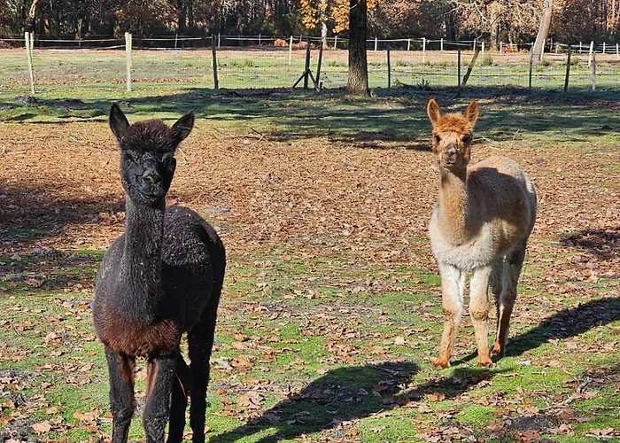 Les Chouchous Du Garthieu فندق مبيت وإفطار هورتين